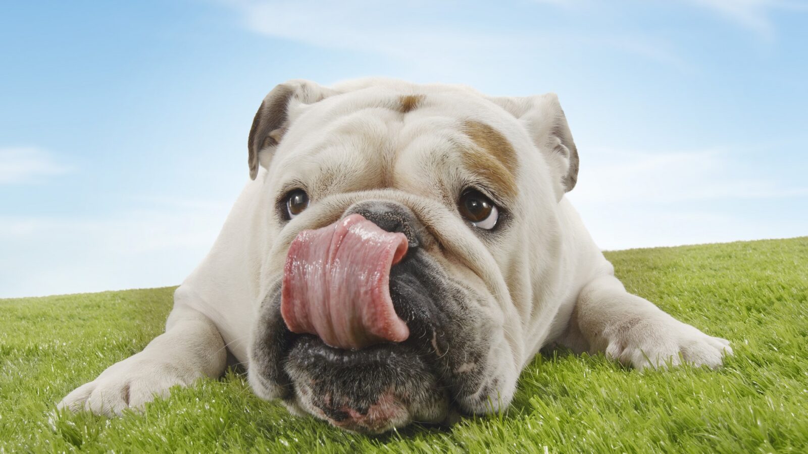 bulldog licking face whilst lying on grass